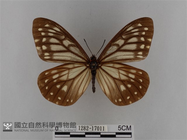 臺灣絹蛺蝶藏品圖，第1張