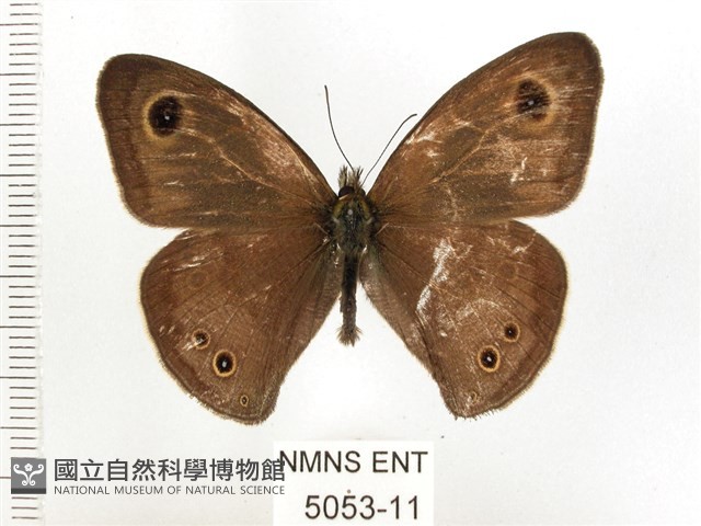 白漪波眼蝶藏品圖，第1張