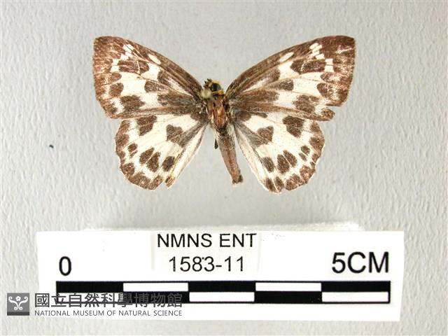 白弄蝶藏品圖，第1張