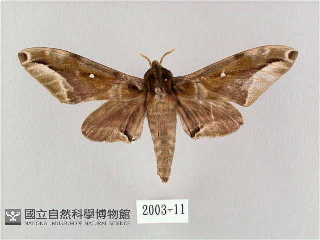 白點天蛾 藏品圖，第1張