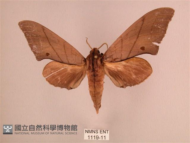 直翅六點天蛾藏品圖，第1張