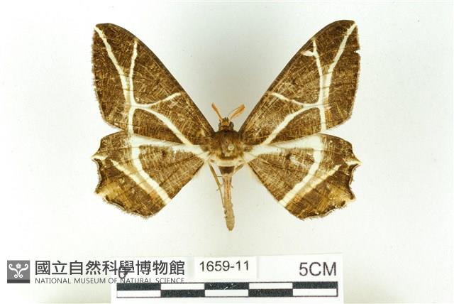 樹形尺蛾藏品圖，第1張