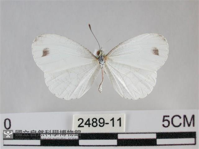 纖粉蝶、黑點粉蝶藏品圖，第1張