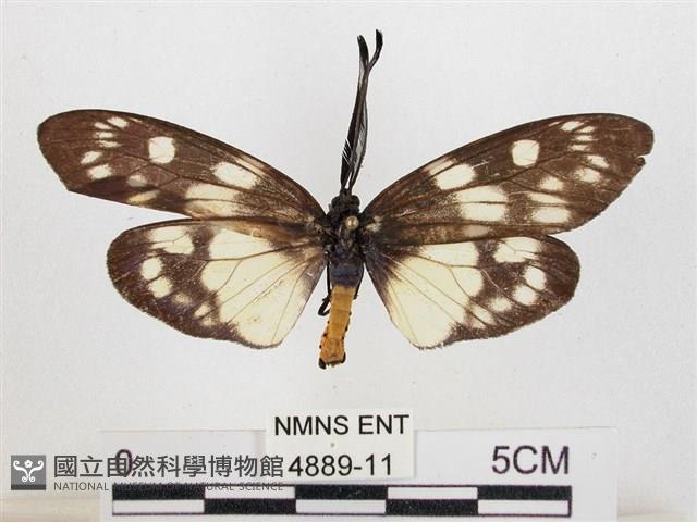 蓬萊茶斑蛾藏品圖，第1張