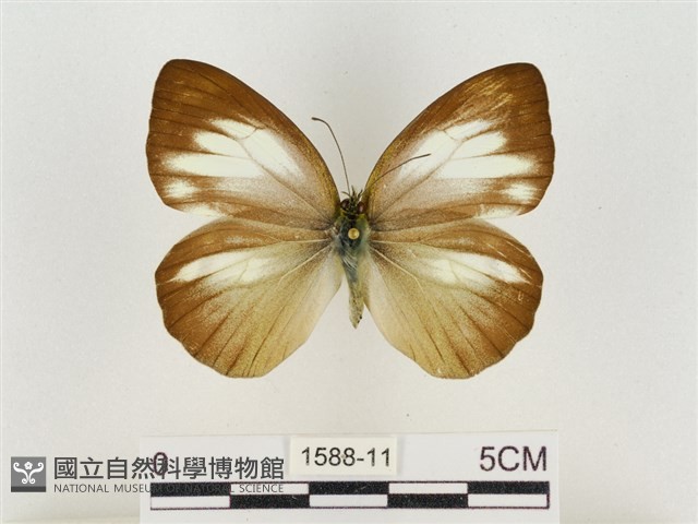 淡褐脈粉蝶藏品圖，第1張