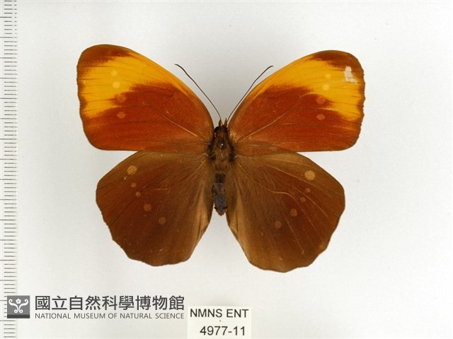 串珠環蝶藏品圖，第1張