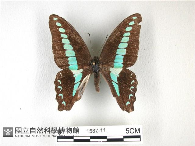 青帶鳳蝶藏品圖，第1張