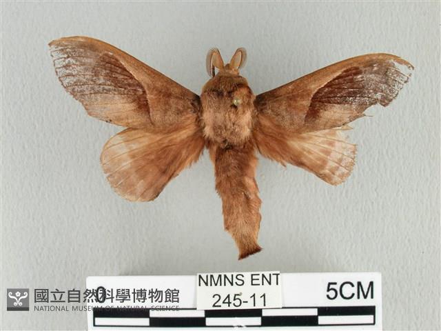 大褐斑枯葉蛾藏品圖，第1張