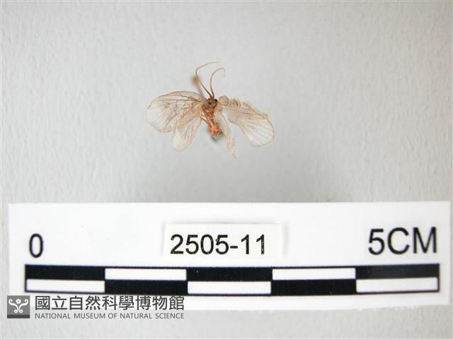 臺灣卵翅蛾藏品圖，第1張