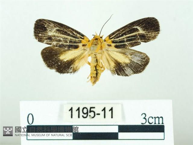 黃肩奇蛾藏品圖，第1張