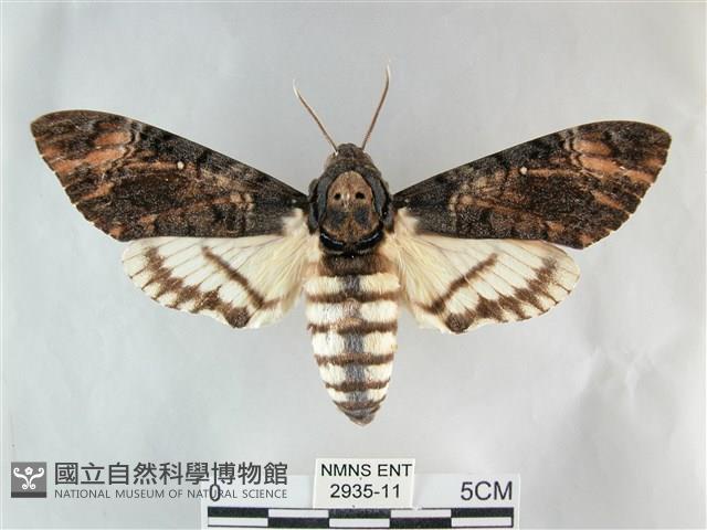 後黃人面天蛾藏品圖，第1張