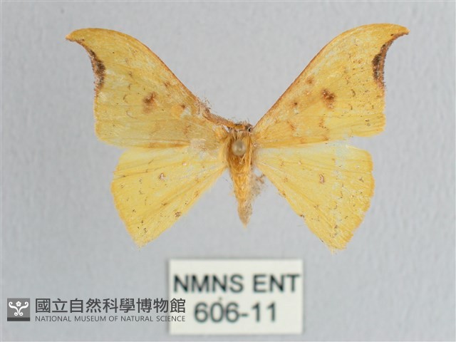 彎黑黃鉤蛾藏品圖，第1張
