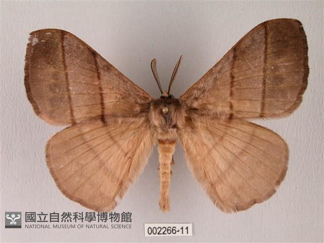 黑胸帶蛾藏品圖，第1張