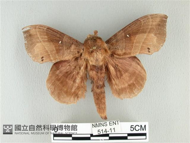 松大毛蟲藏品圖，第1張