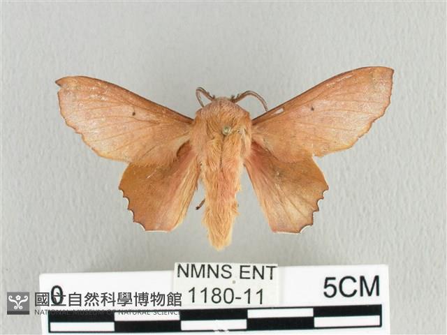 臺灣枯葉蛾藏品圖，第1張