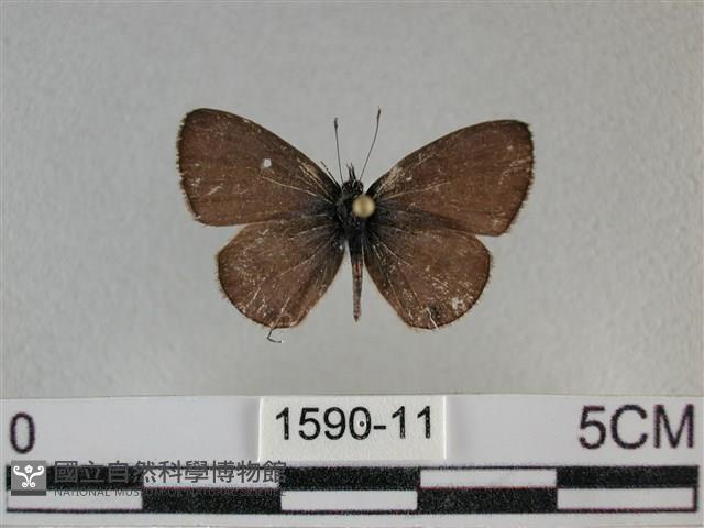 波灰蝶藏品圖，第1張