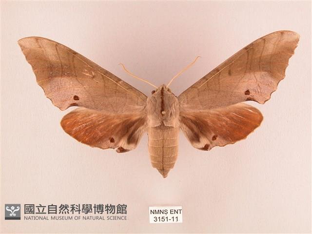 栗六點天蛾藏品圖，第1張