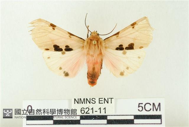 棍棒污燈蛾藏品圖，第1張