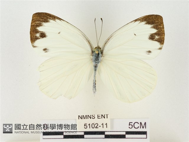 飛龍白粉蝶藏品圖，第1張