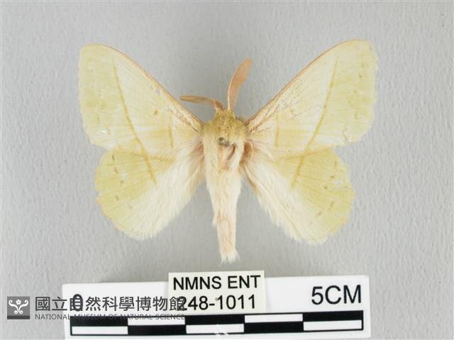 青枯葉蛾藏品圖，第1張