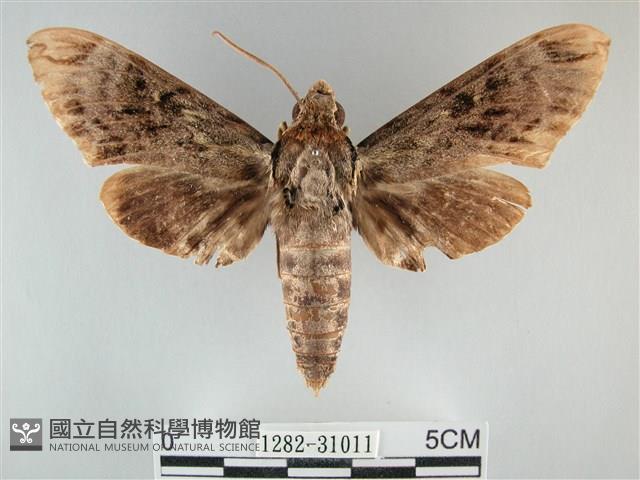 霜天蛾藏品圖，第1張