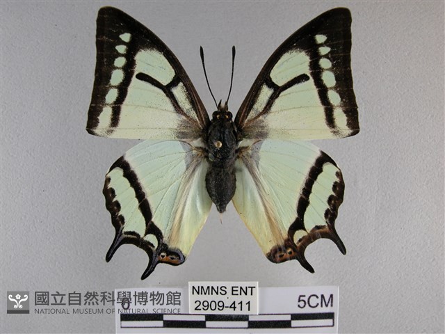 小雙尾蛺蝶藏品圖，第1張