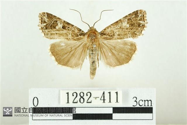 白斑散紋夜蛾藏品圖，第1張