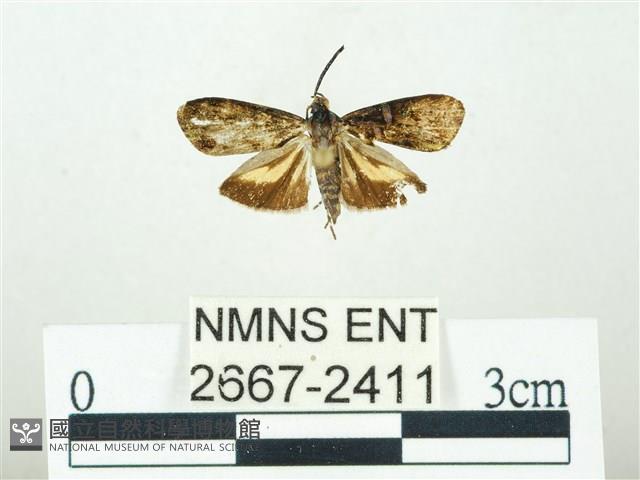 叉紋閃舞蛾藏品圖，第1張