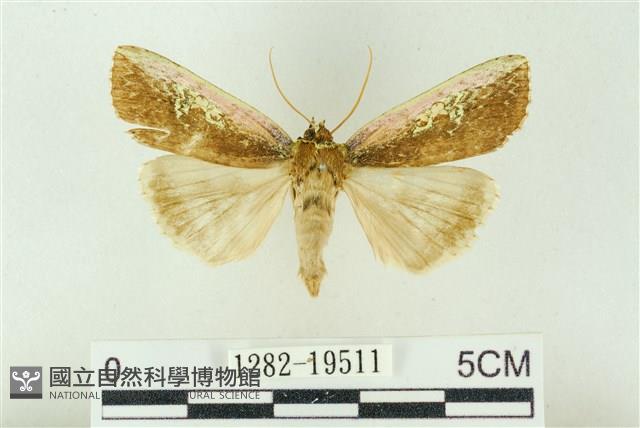 粉太波紋蛾藏品圖，第1張