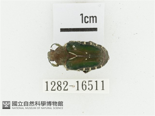 黑斑陷紋金龜藏品圖，第1張