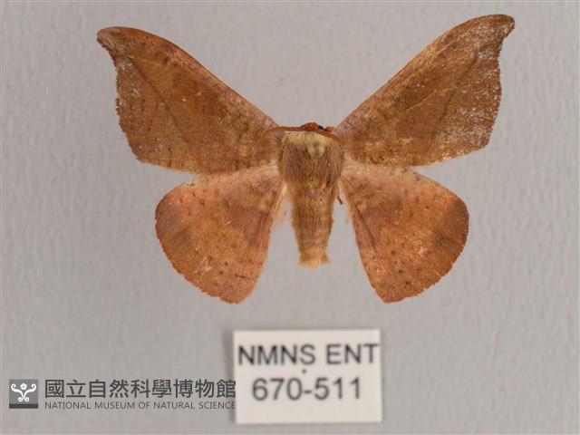 銀端帶鉤蛾藏品圖，第1張