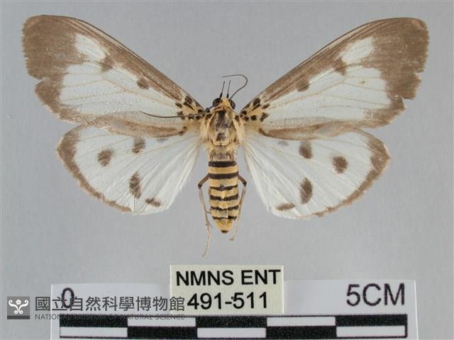 長斑擬燈蛾藏品圖，第1張