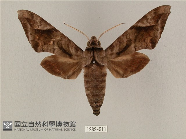 全緣缺角天蛾藏品圖，第1張