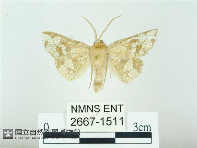 琉球雲紋網蛾藏品圖，第1張