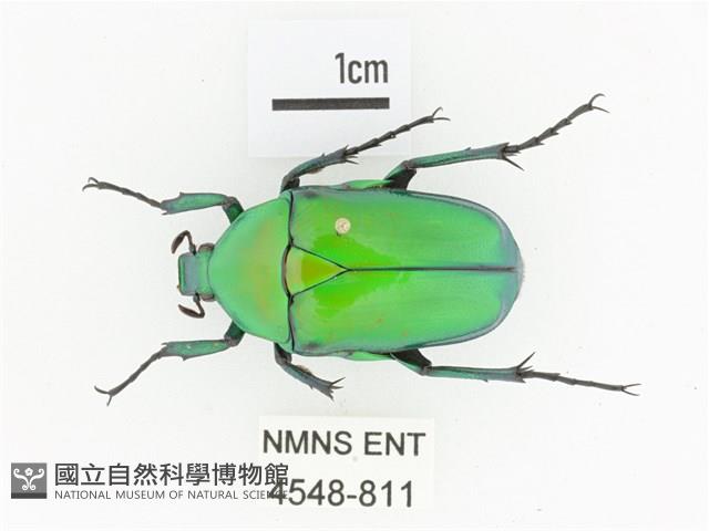 金艷騷金龜藏品圖，第1張