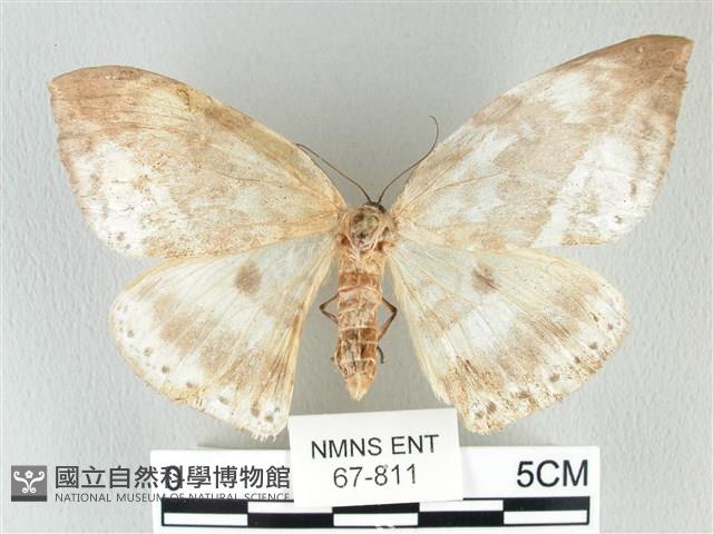 圓翅大鉤蛾藏品圖，第1張