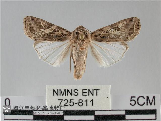 斜紋夜盜蛾藏品圖，第1張