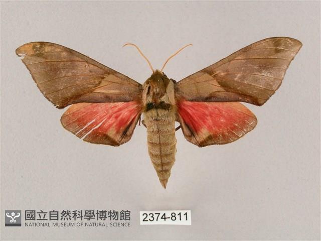 榆綠天蛾藏品圖，第1張