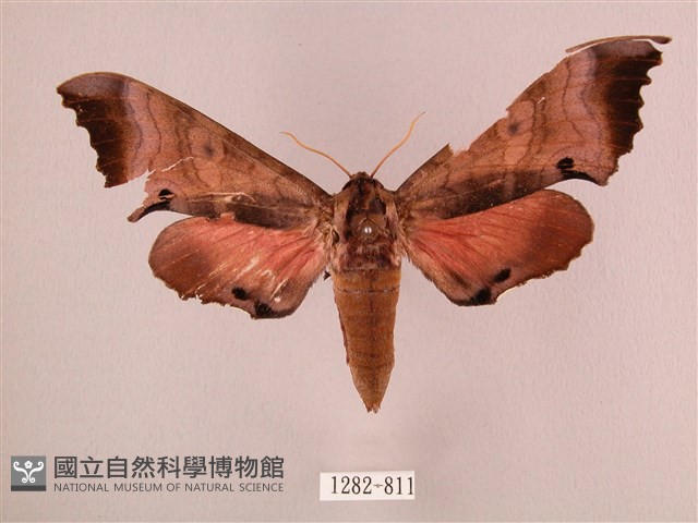 桃紅六點天蛾藏品圖，第1張