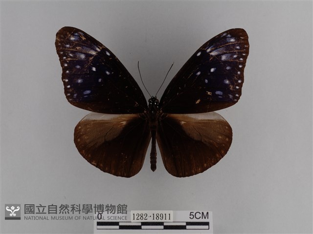 異紋紫斑蝶藏品圖，第1張