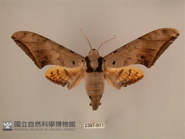 臺灣鷹翅天蛾藏品圖，第1張