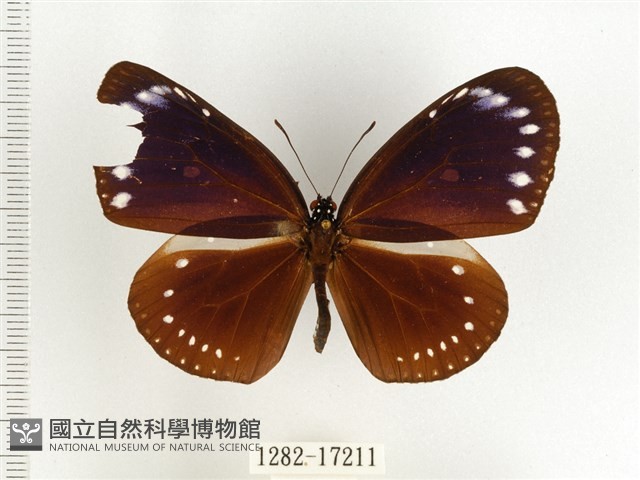 小紫斑蝶藏品圖，第1張