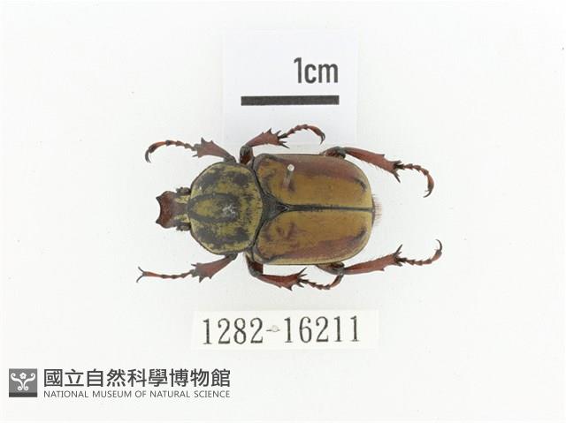 臺灣角金龜藏品圖，第1張