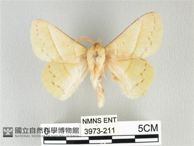 青枯葉蛾藏品圖，第1張