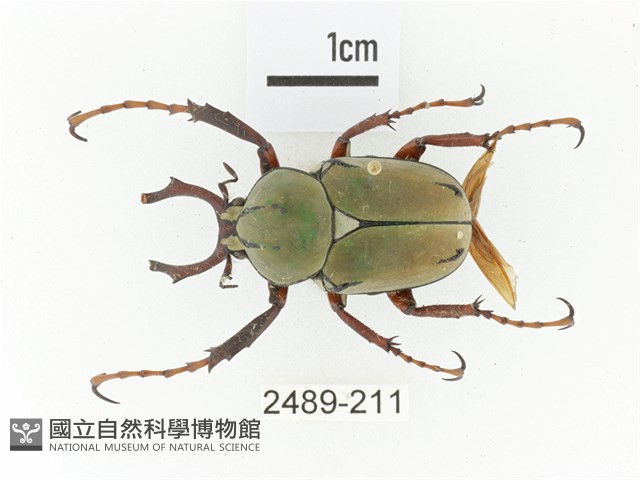 臺灣角金龜藏品圖，第1張