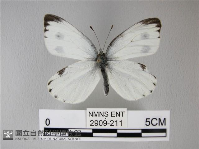 緣點白粉蝶藏品圖，第1張