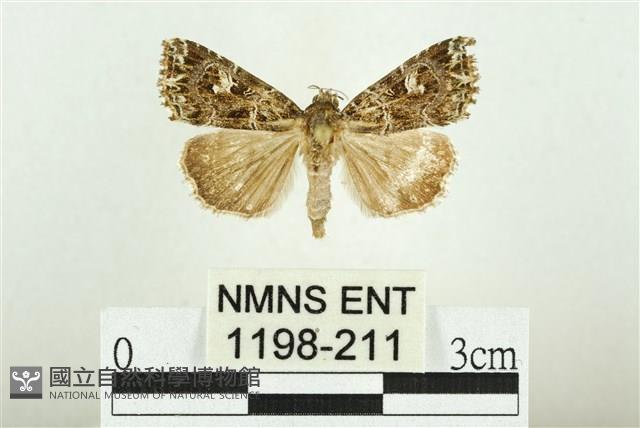 白斑散紋夜蛾藏品圖，第1張