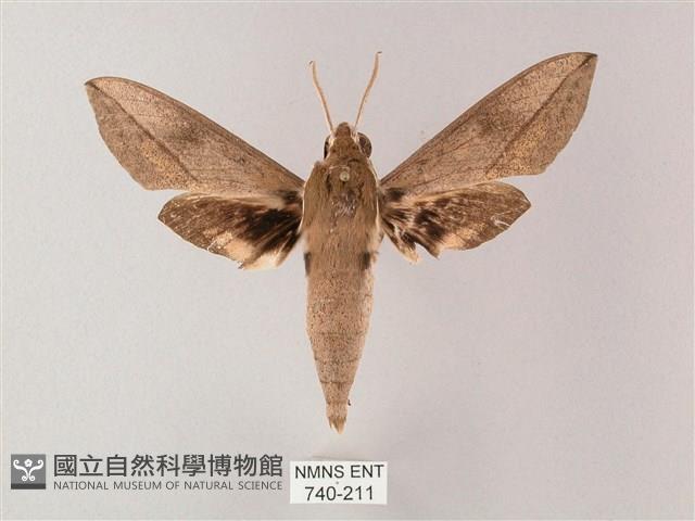 藏斜紋天蛾藏品圖，第1張