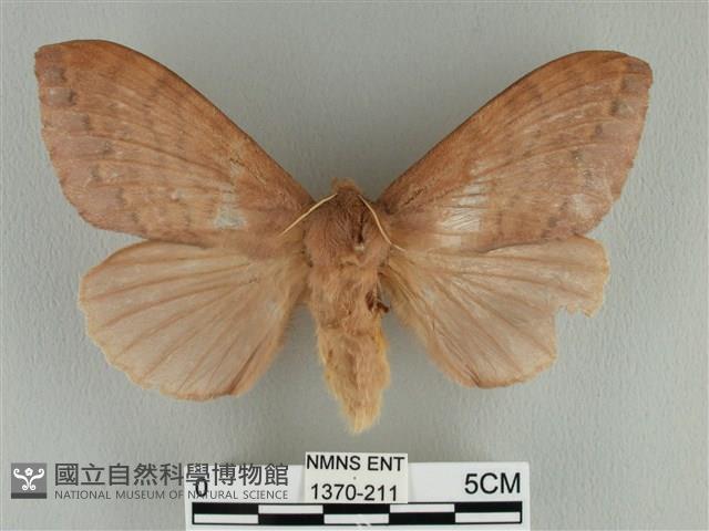 波紋枯葉蛾藏品圖，第1張