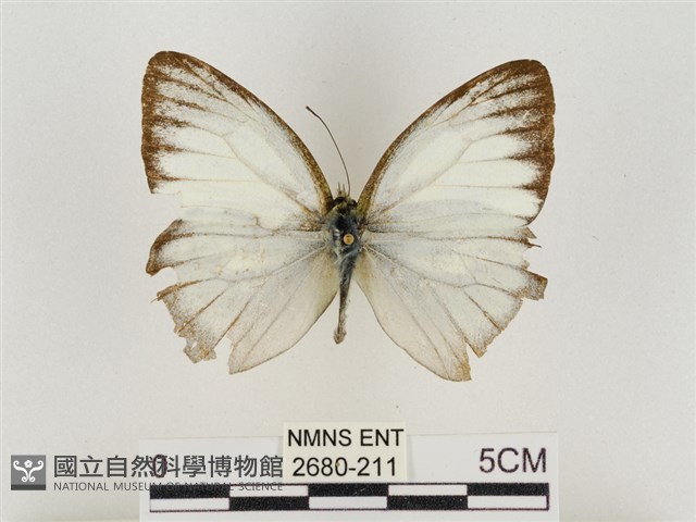 淡褐脈粉蝶藏品圖，第1張